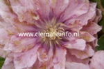Clematis PINK PASSION 
